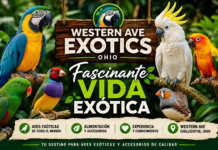 Fascinante Vida Exótica Western Ave Exotics Ohio Fascinante Vida Exótica Western Ave Exotics Ohio