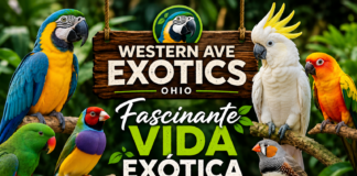Fascinante Vida Exótica Western Ave Exotics Ohio