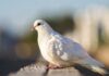 Paloma Blanca Características, Hábitat Y Significado