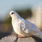 Paloma Blanca Características, Hábitat Y Significado
