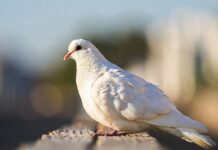 Paloma Blanca: Características, Hábitat Y Significado Paloma Blanca Características, Hábitat Y Significado