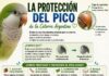 Protección Del Pico De La Cotorra Argentina Guía Completa Protección Del Pico De La Cotorra Argentina Guía Completa