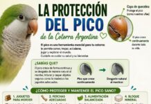 Protección Del Pico De La Cotorra Argentina Guía Completa Protección Del Pico De La Cotorra Argentina Guía Completa