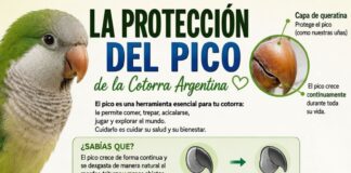 Protección Del Pico De La Cotorra Argentina Guía Completa