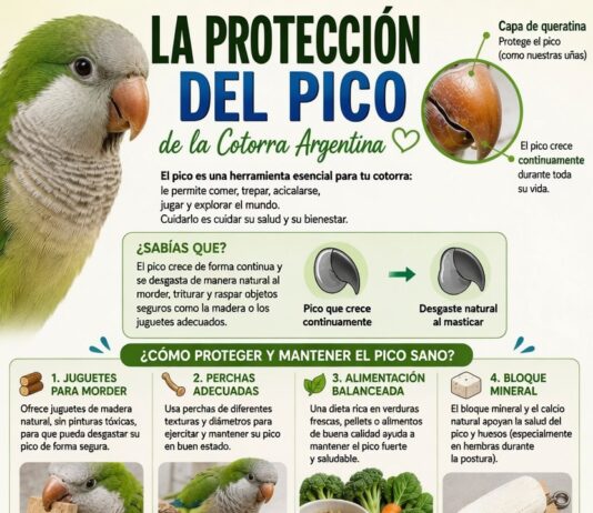 Protección Del Pico De La Cotorra Argentina Guía Completa Protección Del Pico De La Cotorra Argentina Guía Completa