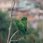 aves exóticas