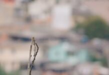 Descubre el Fascinante Mundo de las Aves Exóticas aves exóticas