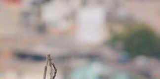 aves exóticas