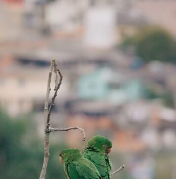 Descubre el Fascinante Mundo de las Aves Exóticas aves exóticas