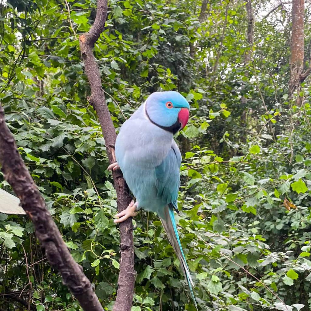 Visitante Azul en mi Patio Puertorriqueño 1