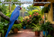 Visitante Azul En Mi Patio Puertorriqueño Visitante Azul en mi Patio Puertorriqueño