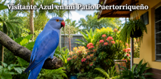 Visitante Azul en mi Patio Puertorriqueño
