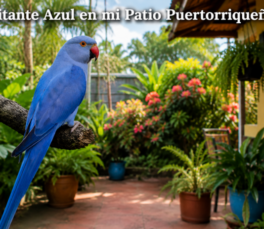 Visitante Azul En Mi Patio Puertorriqueño Visitante Azul en mi Patio Puertorriqueño