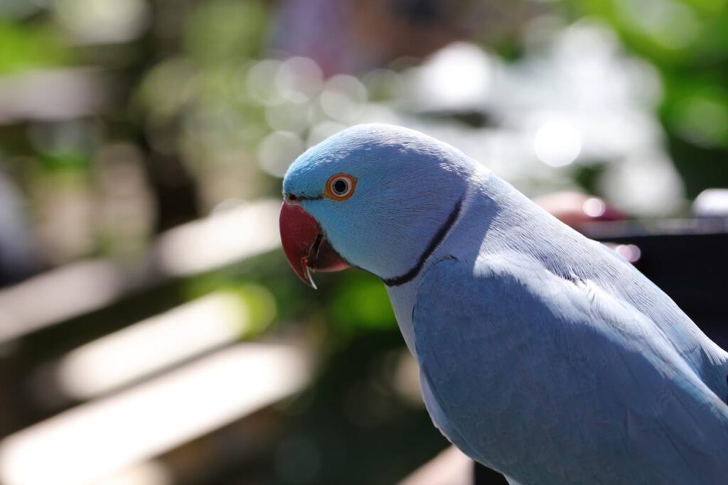 Visitante Azul en mi Patio Puertorriqueño 85